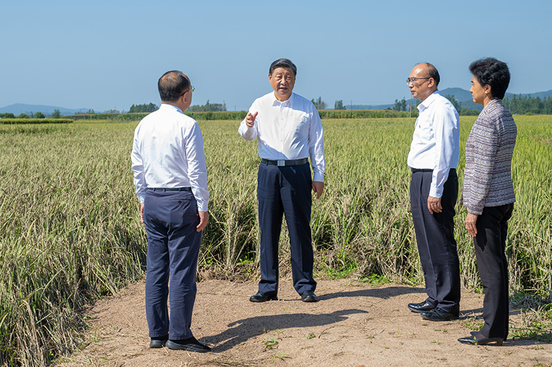 9月6日至8日，中共中央總書記、國家主席、中央軍委主席習(xí)近平在黑龍江考察。這是7日上午，習(xí)近平在遭受洪澇災(zāi)害的哈爾濱尚志市老街基鄉(xiāng)龍王廟村，察看水稻受災(zāi)情況。